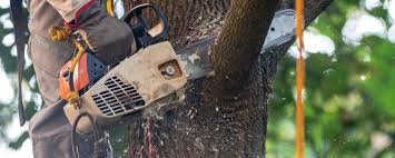 Best Arborist Consultation Services  in Vero Lake Estates, FL