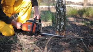 Best Lawn Watering Services  in Vero Lake Estates, FL