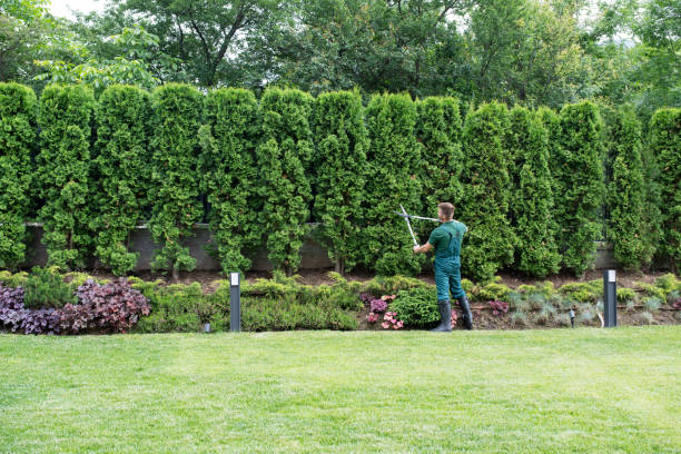 Professional Tree Removal in Vero Lake Estates, FL