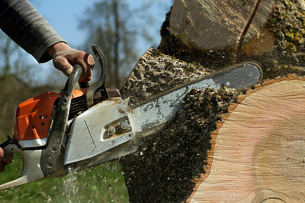 Mulching Services in Vero Lake Estates, FL